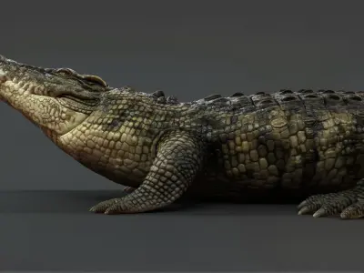 Crocodile RIG 3D model