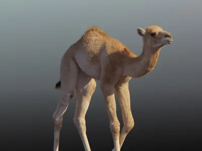 Camel Adult and Baby Animated 3D model
