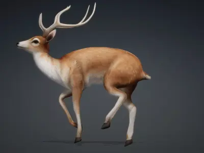 Deer-C1 3D model