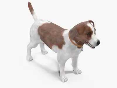 Jack Russell Low-poly 3D model