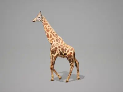 Giraffe Animated UNREAL project  Maya base rig 3D model