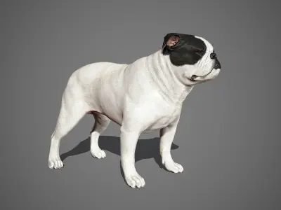 English Bulldog Real-Time Low-poly 3D model