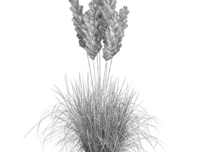Ornamental Grass 3D model