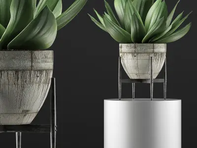Plants Collection 109 3D model