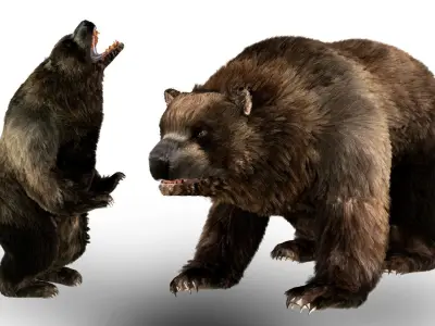 Black Bear Fur animated  Low-poly 3D model