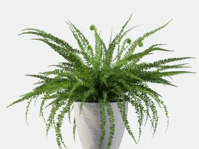 Fern in white pot 3D model purchase