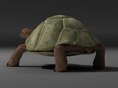 Turtle EscapeFromParadise animal 3D model
