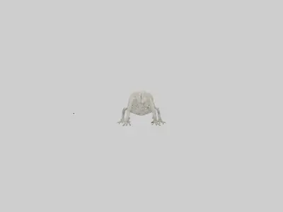 Bearded Dragon Skeleton model 3D model