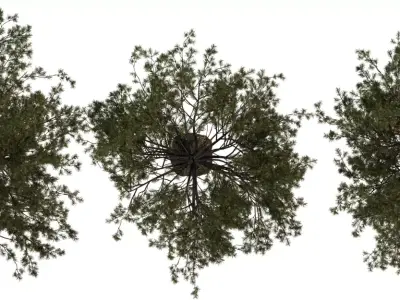 Tall Pine Tree 3D Model Pack  Low-poly 3D model
