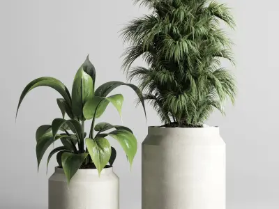 indoor plant ficus lyrata palm cactus concrete dirt vase 3D model