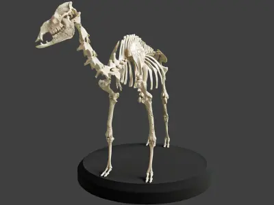 Realistic Camel Skeleton 3D model