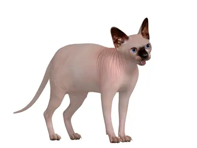 Sphynx Cat Low-poly 3D model