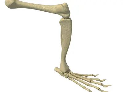 Rat Animal Leg Skeleton  3D model