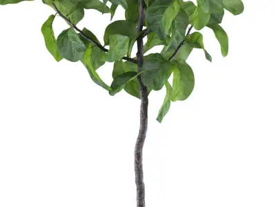 Big ficus lyrata in modern flower pot 3D model