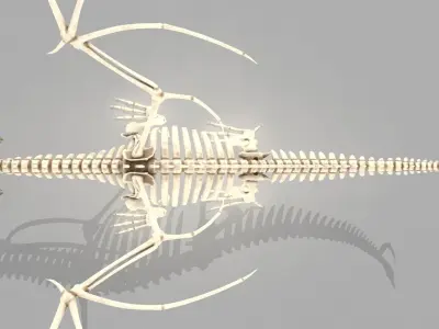 Dragon skeleton Low-poly 3D model