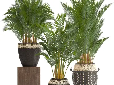 Collection of decorative palms 3D model