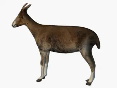 Low poly goat 3D model