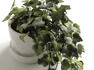 Hedera Helix wonder 3D model