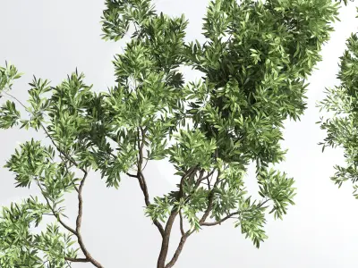 Collection Indoor plant 132 vase handmade pottery plant tree pot 3D model