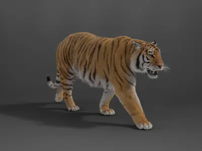 Siberian Tiger Rigged VFX Grace 3D model