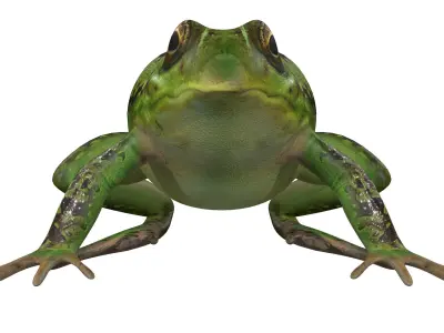 Frog Low-poly 3D model