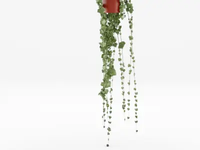 Collection of Hedera Helix Houseplant - 3 Models