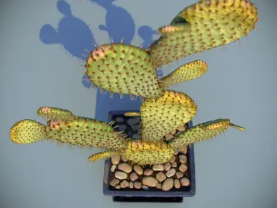 Cactus In Pot 3D model