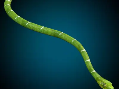 Snake  Low-poly 3D model