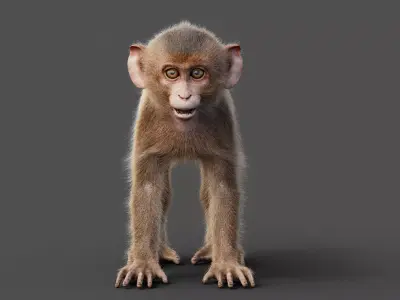 Young Rhesus Monkey - Static Version - Xgen-core 3D model