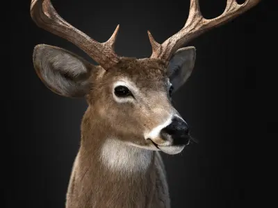 Deer 2025 static version XGEN CORE 3D model