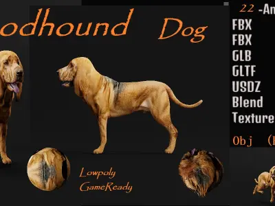 Bloodhound Dog Low-poly 3D model