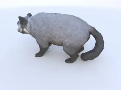 Binturong 3D model