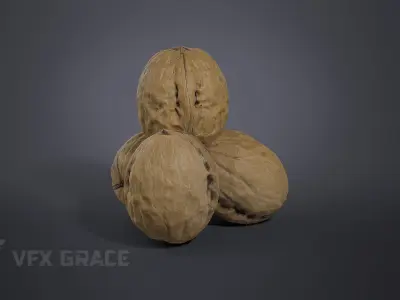 Walnut 002 3D model