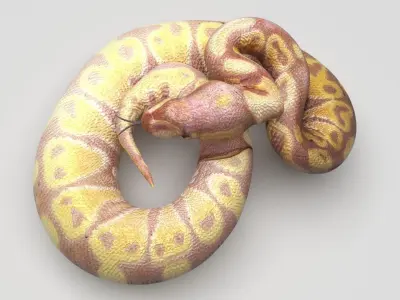 Banana Ball Python Snake 3D model