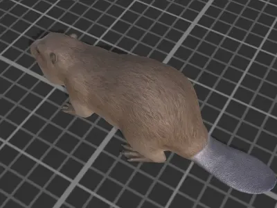 Beaver Low-poly 3D model
