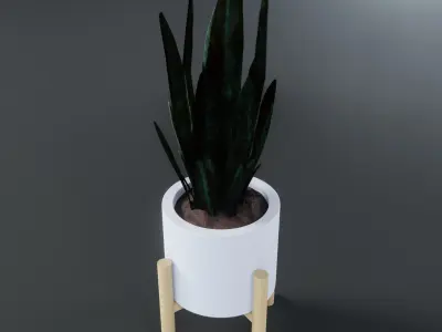 Sansevieria guineensis - Sword of Ogum Free 3D model