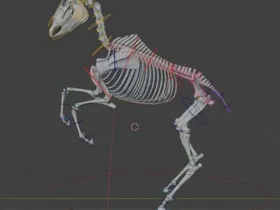 Horse Skeleton Accurate Anatomy 3D model