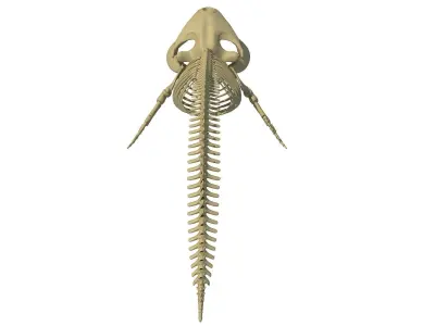 Right Whale Skeleton 3D model