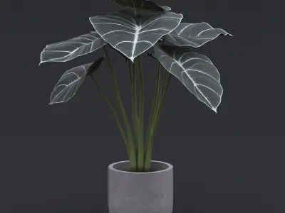 Alocasia Black Velvet I 3D model
