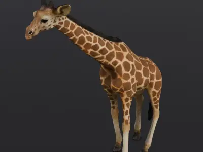 Giraffe 3D Model  Low-poly 3D model