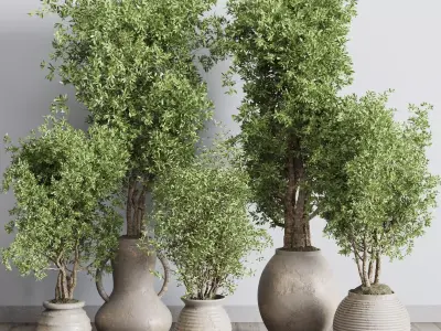 Olive tree in an old earthenware vase indoor collection 319 Low-poly 3D model