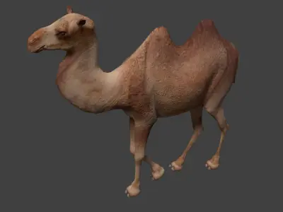 Camel Low-poly 3D model 7