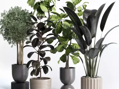 indoor plant pot plant ficus rubbery tree concrete dirt vase 3D model