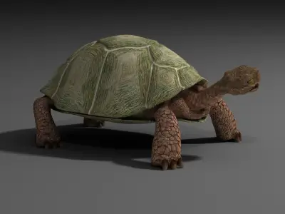 Turtle EscapeFromParadise animal 3D model