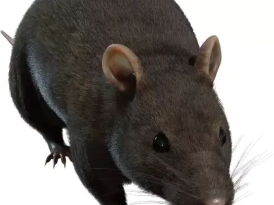 Realistic Rat Character  Low-poly 3D model