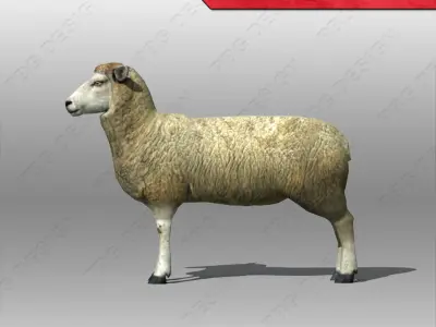 Sheep Animated Low-poly 3D model