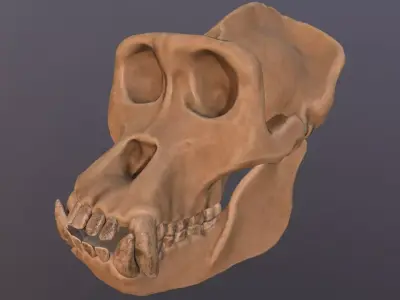 Male Gorilla Skull Refined Scan 3D model
