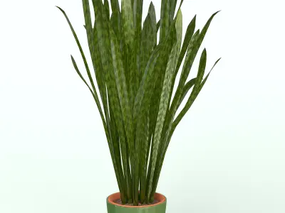 Snake Plant  3D model
