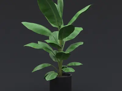 Cavendish Banana Plant I 3D model
