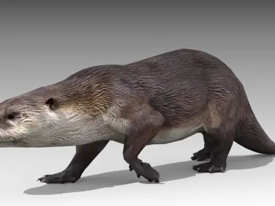 Otter Low-poly 3D model